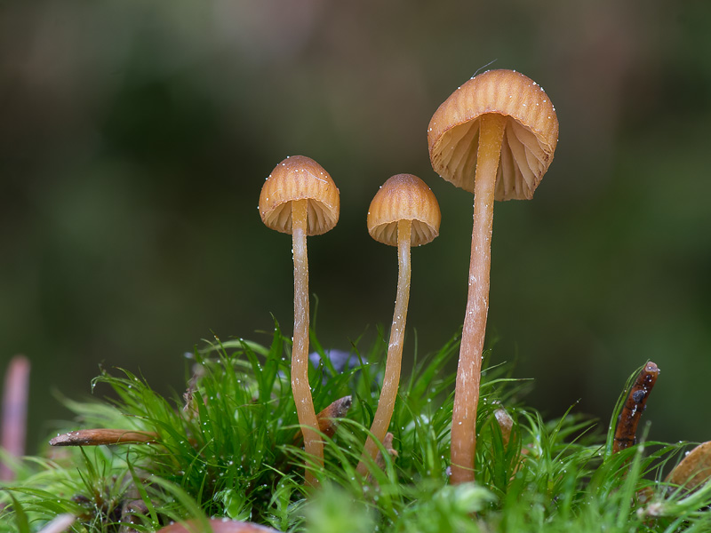 Galerina cerina